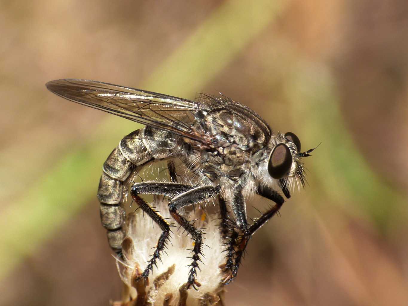 Asilidae in deposizione